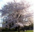 Ein blühender Kirschbaum im Stadtpark